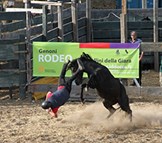 Rodeo