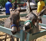 Genuri Palio degli asinelli